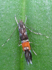 Cosmopterix fulminella