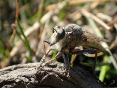 Proctacanthus milbertii
