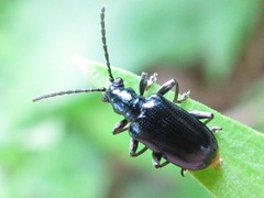 Lema concinnipennis