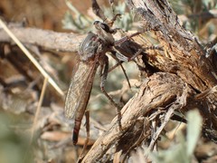 Proctacanthus milbertii