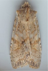 Lithophane bethunei