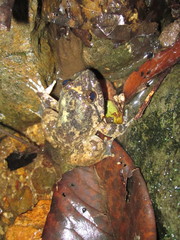 Limnonectes conspicillatus