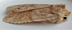 Lithophane bethunei