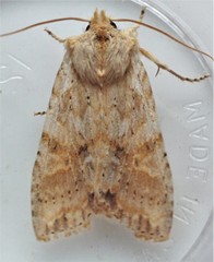 Lithophane bethunei