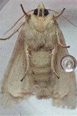Lithophane bethunei