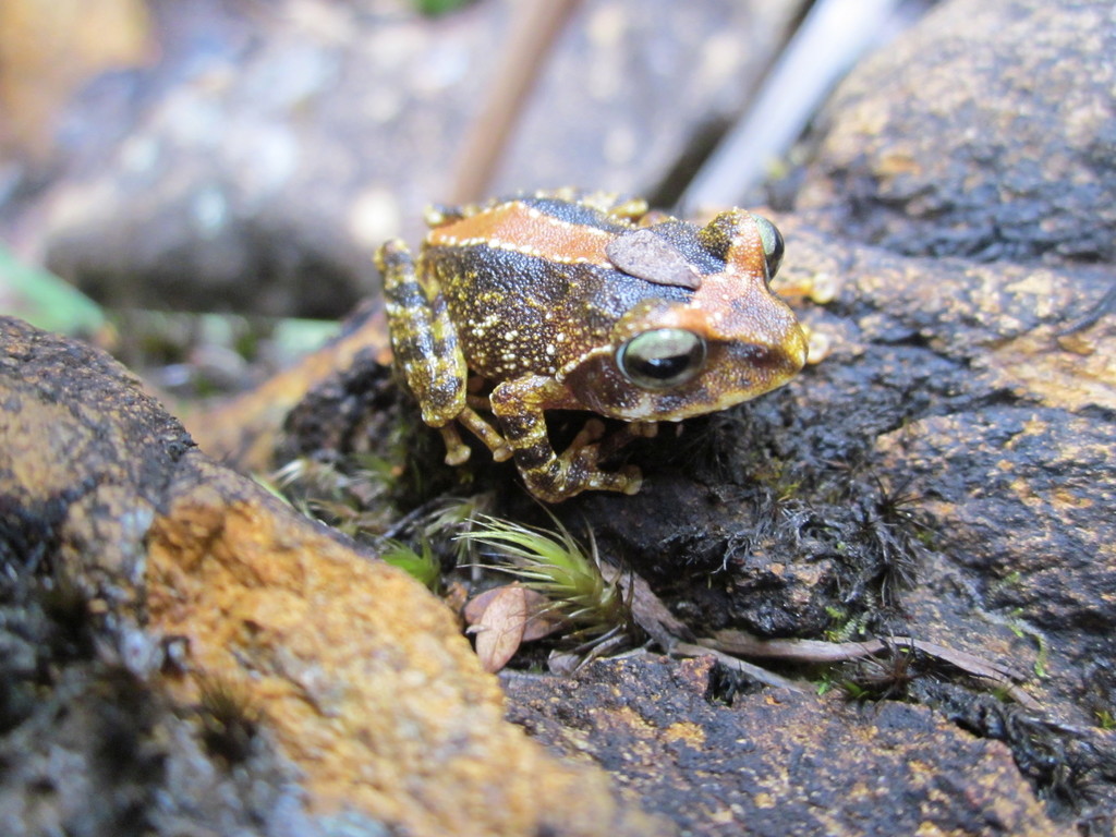 Kamboranga Bush Frog