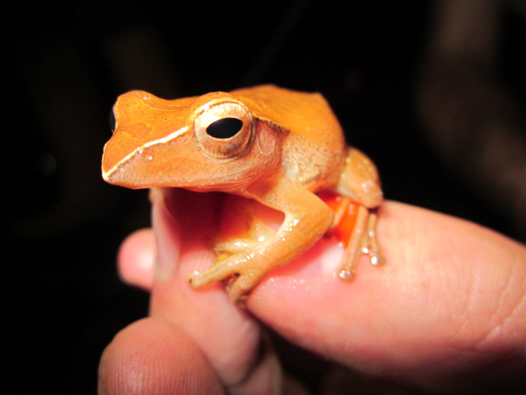 Malaysian Flying Frog