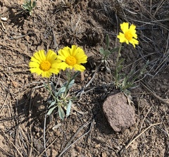 Tetraneuris argentea