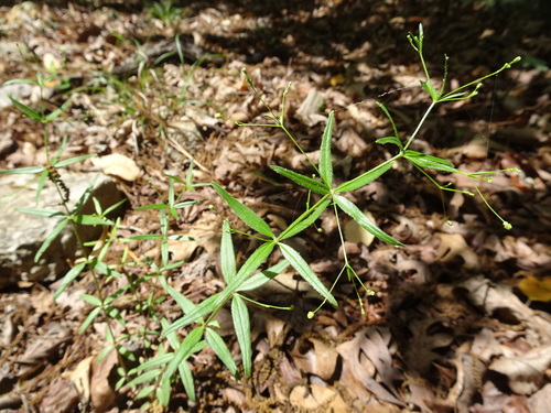 Image of Galium arkansanum by (c) Thomas Koffel, some rights reserved (CC BY)