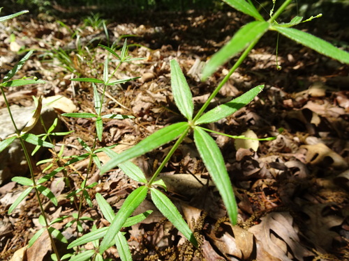 Image of Galium arkansanum by (c) Thomas Koffel, some rights reserved (CC BY)