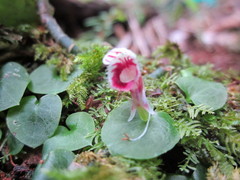 Corybas carinatus
