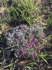 Astragalus sericoleucus