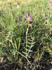 Astragalus gracilis