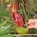 Nepenthes lowii - Photo (c) Andy J. Boyce, μερικά δικαιώματα διατηρούνται (CC BY-NC), uploaded by Andy J. Boyce