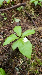 Lysimachia latifolia