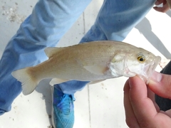 Micropterus treculii