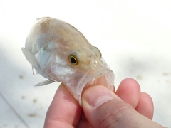 Micropterus treculii