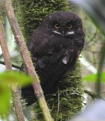 Megascops albogularis