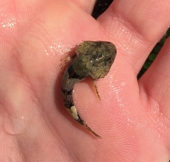 Myoxocephalus polyacanthocephalus