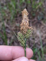 Carex vestita