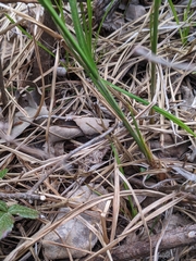 Carex vestita