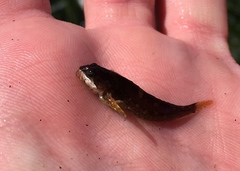 Clinocottus acuticeps