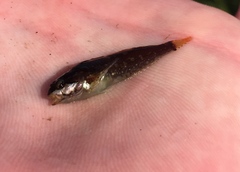 Clinocottus acuticeps