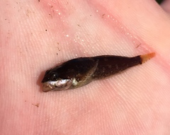 Clinocottus acuticeps