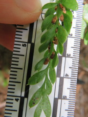 Tmesipteris lanceolata