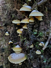 Crepidotus praecipuus