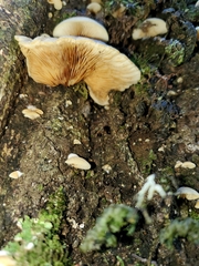 Crepidotus praecipuus