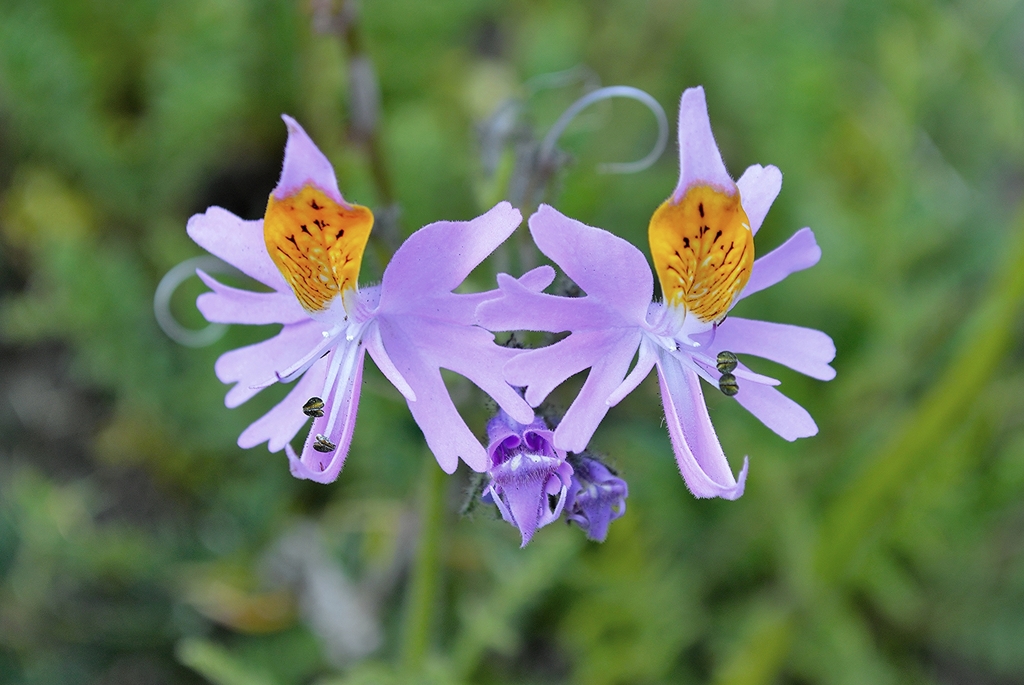 Mariposita cordillerana