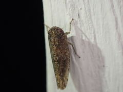 Paraphlepsius irroratus