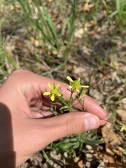 Ranunculus rhomboideus