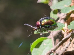 Platycorynus parryi