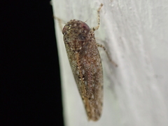 Paraphlepsius irroratus