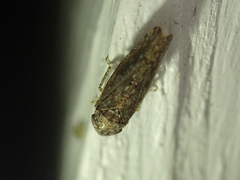 Paraphlepsius irroratus