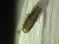 Paraphlepsius irroratus