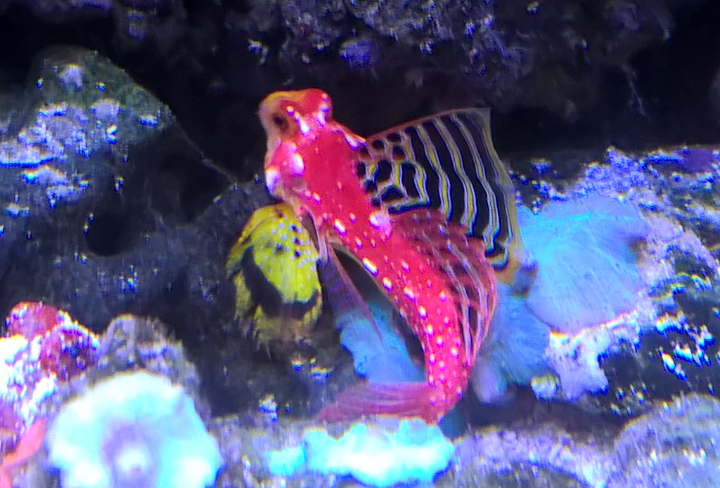 Ruby dragonet