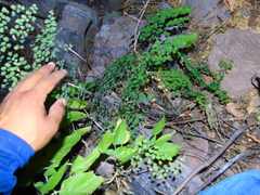 Adiantum tricholepis