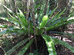 Thamnopteris