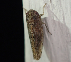 Paraphlepsius irroratus