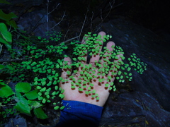 Adiantum tricholepis