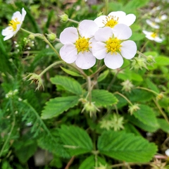 Fragaria moschata