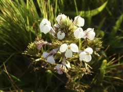 Triphysaria versicolor versicolor