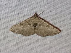 Digrammia gnophosaria