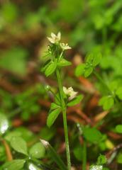 Galium propinquum