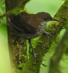 Microcerculus marginatus