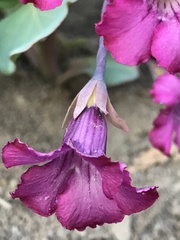 Cycladenia humilis