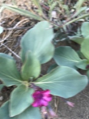 Cycladenia humilis